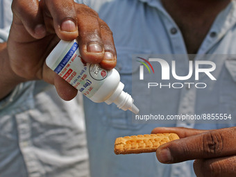 A member of Vishwa Hindu Parishad administers homeopathic medicine to a cow suffering from lumpy skin disease, in Jaipur, Rajasthan, India,...