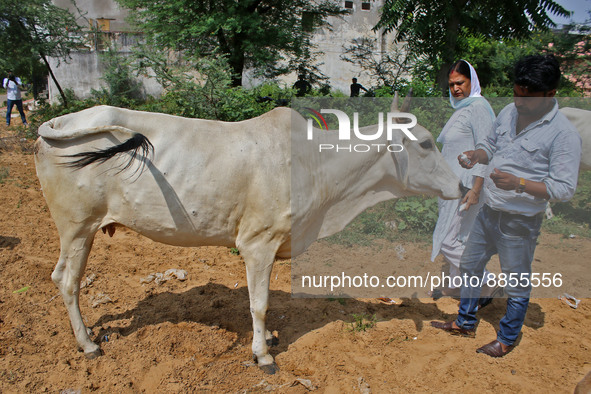 Members of Vishwa Hindu Parishad administers homeopathic medicine to a cow suffering from lumpy skin disease, in Jaipur, Rajasthan, India, T...