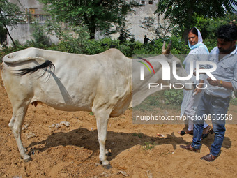 Members of Vishwa Hindu Parishad administers homeopathic medicine to a cow suffering from lumpy skin disease, in Jaipur, Rajasthan, India, T...