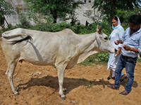 Members of Vishwa Hindu Parishad administers homeopathic medicine to a cow suffering from lumpy skin disease, in Jaipur, Rajasthan, India, T...