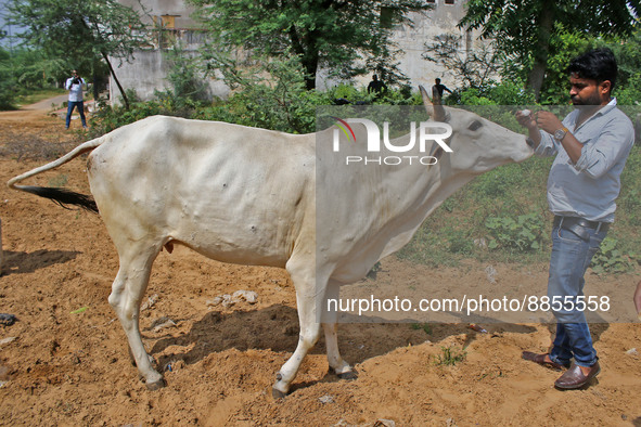 A member of Vishwa Hindu Parishad administers homeopathic medicine to a cow suffering from lumpy skin disease, in Jaipur, Rajasthan, India,...