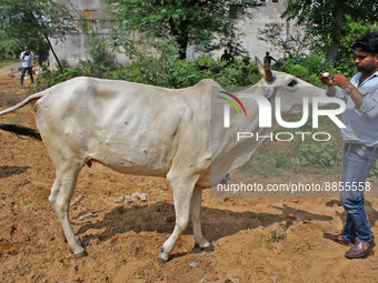 A member of Vishwa Hindu Parishad administers homeopathic medicine to a cow suffering from lumpy skin disease, in Jaipur, Rajasthan, India,...