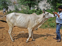 A member of Vishwa Hindu Parishad administers homeopathic medicine to a cow suffering from lumpy skin disease, in Jaipur, Rajasthan, India,...