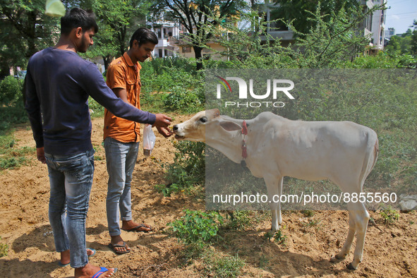 Members of Vishwa Hindu Parishad administers homeopathic medicine to a cow suffering from lumpy skin disease, in Jaipur, Rajasthan, India, T...