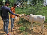 Members of Vishwa Hindu Parishad administers homeopathic medicine to a cow suffering from lumpy skin disease, in Jaipur, Rajasthan, India, T...