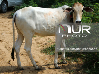 A cow suffering from lumpy skin disease, in Jaipur, Rajasthan, India, Thursday, Sept. 15, 2022. (