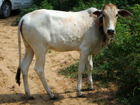 A cow suffering from lumpy skin disease, in Jaipur, Rajasthan, India, Thursday, Sept. 15, 2022. (