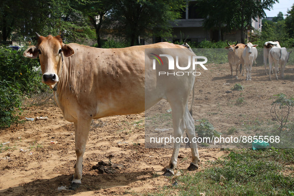 A cow suffering from lumpy skin disease, in Jaipur, Rajasthan, India, Thursday, Sept. 15, 2022. 