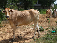 A cow suffering from lumpy skin disease, in Jaipur, Rajasthan, India, Thursday, Sept. 15, 2022. (