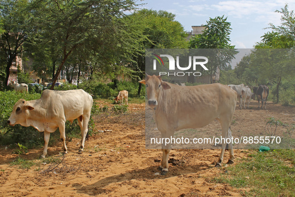 A cow suffering from lumpy skin disease, in Jaipur, Rajasthan, India, Thursday, Sept. 15, 2022. 