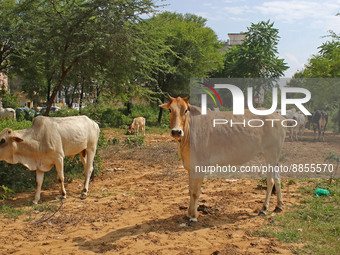 A cow suffering from lumpy skin disease, in Jaipur, Rajasthan, India, Thursday, Sept. 15, 2022. (