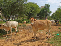 A cow suffering from lumpy skin disease, in Jaipur, Rajasthan, India, Thursday, Sept. 15, 2022. (