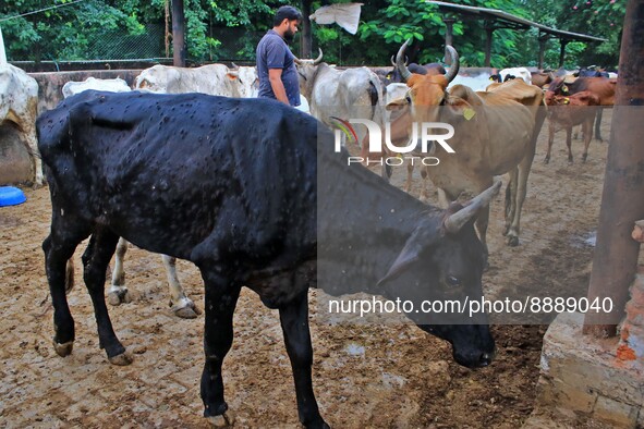  Cows infected with lumpy skin disease at a Cowshed , in Jaipur , Rajasthan ,India, Wednesday, Sept 21,2022. Lumpy disease is transmitted by...