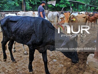  Cows infected with lumpy skin disease at a Cowshed , in Jaipur , Rajasthan ,India, Wednesday, Sept 21,2022. Lumpy disease is transmitted by...