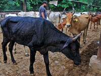  Cows infected with lumpy skin disease at a Cowshed , in Jaipur , Rajasthan ,India, Wednesday, Sept 21,2022. Lumpy disease is transmitted by...