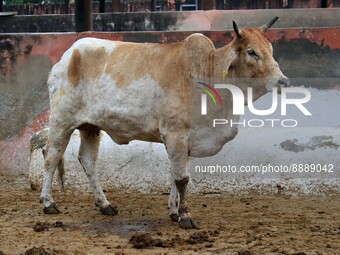  Cows infected with lumpy skin disease at a Cowshed , in Jaipur , Rajasthan ,India, Wednesday, Sept 21,2022. Lumpy disease is transmitted by...