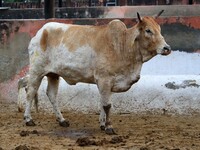  Cows infected with lumpy skin disease at a Cowshed , in Jaipur , Rajasthan ,India, Wednesday, Sept 21,2022. Lumpy disease is transmitted by...