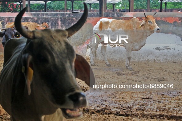  Cows infected with lumpy skin disease at a Cowshed , in Jaipur , Rajasthan ,India, Wednesday, Sept 21,2022. Lumpy disease is transmitted by...