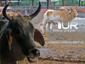  Cows infected with lumpy skin disease at a Cowshed , in Jaipur , Rajasthan ,India, Wednesday, Sept 21,2022. Lumpy disease is transmitted by...