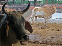  Cows infected with lumpy skin disease at a Cowshed , in Jaipur , Rajasthan ,India, Wednesday, Sept 21,2022. Lumpy disease is transmitted by...