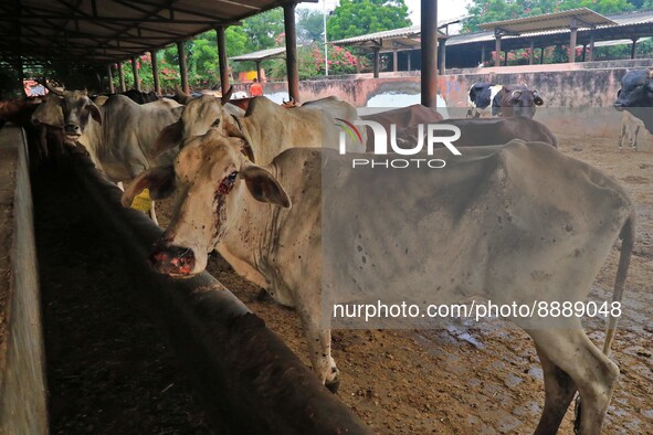  Cows infected with lumpy skin disease at a Cowshed , in Jaipur , Rajasthan ,India, Wednesday, Sept 21,2022. Lumpy disease is transmitted by...