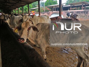  Cows infected with lumpy skin disease at a Cowshed , in Jaipur , Rajasthan ,India, Wednesday, Sept 21,2022. Lumpy disease is transmitted by...