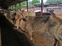  Cows infected with lumpy skin disease at a Cowshed , in Jaipur , Rajasthan ,India, Wednesday, Sept 21,2022. Lumpy disease is transmitted by...