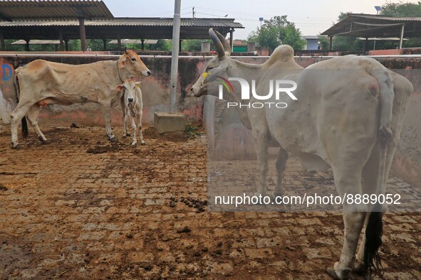  Cows infected with lumpy skin disease at a Cowshed , in Jaipur , Rajasthan ,India, Wednesday, Sept 21,2022. Lumpy disease is transmitted by...