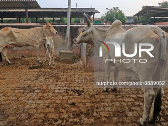  Cows infected with lumpy skin disease at a Cowshed , in Jaipur , Rajasthan ,India, Wednesday, Sept 21,2022. Lumpy disease is transmitted by...