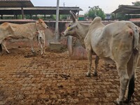  Cows infected with lumpy skin disease at a Cowshed , in Jaipur , Rajasthan ,India, Wednesday, Sept 21,2022. Lumpy disease is transmitted by...