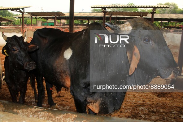  Cows infected with lumpy skin disease at a Cowshed , in Jaipur , Rajasthan ,India, Wednesday, Sept 21,2022. Lumpy disease is transmitted by...