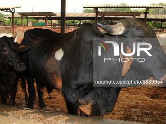  Cows infected with lumpy skin disease at a Cowshed , in Jaipur , Rajasthan ,India, Wednesday, Sept 21,2022. Lumpy disease is transmitted by...