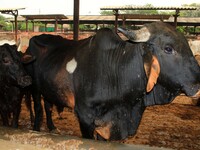  Cows infected with lumpy skin disease at a Cowshed , in Jaipur , Rajasthan ,India, Wednesday, Sept 21,2022. Lumpy disease is transmitted by...