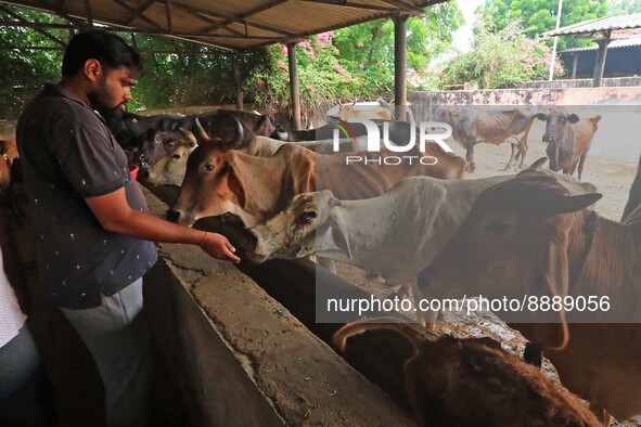   Social worker Nitesh Khandelwal feeds ayurvedic medicine to cows after lumpy skin disease  outbreak in cattle, at a Cowshed , in Jaipur ,...