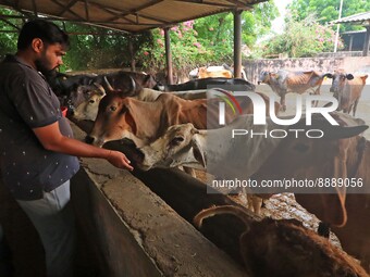   Social worker Nitesh Khandelwal feeds ayurvedic medicine to cows after lumpy skin disease  outbreak in cattle, at a Cowshed , in Jaipur ,...