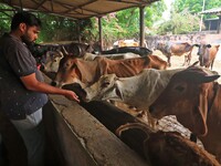   Social worker Nitesh Khandelwal feeds ayurvedic medicine to cows after lumpy skin disease  outbreak in cattle, at a Cowshed , in Jaipur ,...