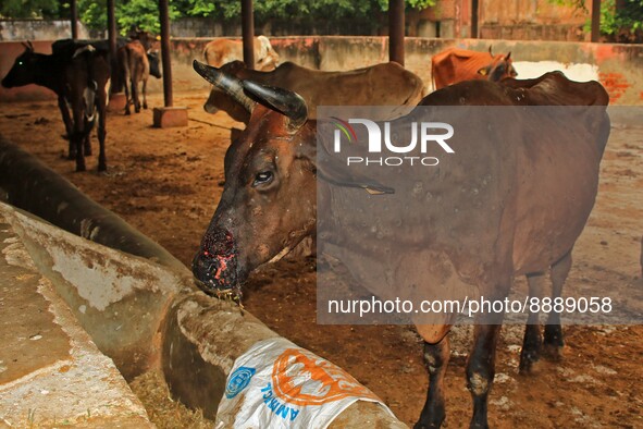  Cows infected with lumpy skin disease at a Cowshed , in Jaipur , Rajasthan ,India, Wednesday, Sept 21,2022. Lumpy disease is transmitted by...