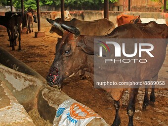  Cows infected with lumpy skin disease at a Cowshed , in Jaipur , Rajasthan ,India, Wednesday, Sept 21,2022. Lumpy disease is transmitted by...