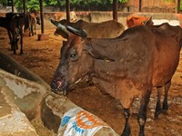  Cows infected with lumpy skin disease at a Cowshed , in Jaipur , Rajasthan ,India, Wednesday, Sept 21,2022. Lumpy disease is transmitted by...