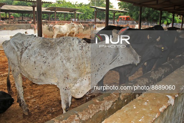  Cows infected with lumpy skin disease at a Cowshed , in Jaipur , Rajasthan ,India, Wednesday, Sept 21,2022. Lumpy disease is transmitted by...