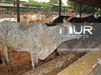  Cows infected with lumpy skin disease at a Cowshed , in Jaipur , Rajasthan ,India, Wednesday, Sept 21,2022. Lumpy disease is transmitted by...