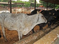  Cows infected with lumpy skin disease at a Cowshed , in Jaipur , Rajasthan ,India, Wednesday, Sept 21,2022. Lumpy disease is transmitted by...