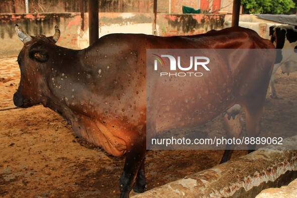  Cows infected with lumpy skin disease at a Cowshed , in Jaipur , Rajasthan ,India, Wednesday, Sept 21,2022. Lumpy disease is transmitted by...