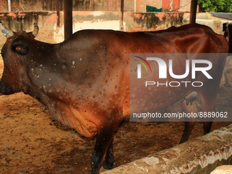  Cows infected with lumpy skin disease at a Cowshed , in Jaipur , Rajasthan ,India, Wednesday, Sept 21,2022. Lumpy disease is transmitted by...