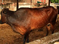  Cows infected with lumpy skin disease at a Cowshed , in Jaipur , Rajasthan ,India, Wednesday, Sept 21,2022. Lumpy disease is transmitted by...