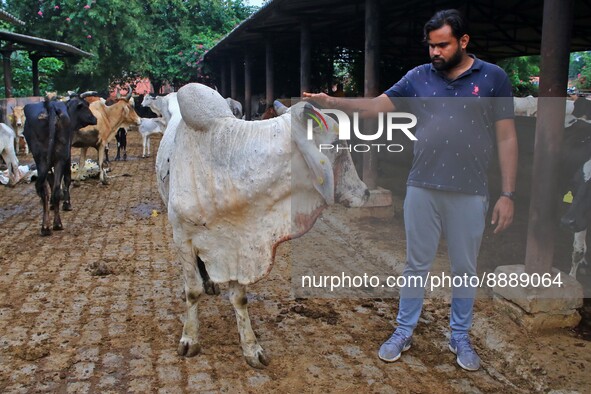   Social worker Nitesh Khandelwal feeds ayurvedic medicine to cows after lumpy skin disease  outbreak in cattle, at a Cowshed , in Jaipur ,...