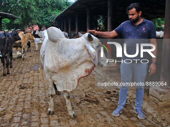   Social worker Nitesh Khandelwal feeds ayurvedic medicine to cows after lumpy skin disease  outbreak in cattle, at a Cowshed , in Jaipur ,...