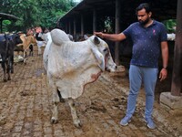   Social worker Nitesh Khandelwal feeds ayurvedic medicine to cows after lumpy skin disease  outbreak in cattle, at a Cowshed , in Jaipur ,...