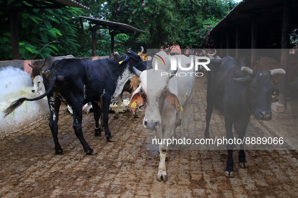  Cows infected with lumpy skin disease at a Cowshed , in Jaipur , Rajasthan ,India, Wednesday, Sept 21,2022. Lumpy disease is transmitted by...