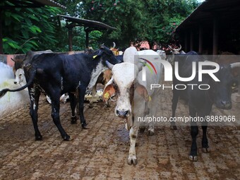  Cows infected with lumpy skin disease at a Cowshed , in Jaipur , Rajasthan ,India, Wednesday, Sept 21,2022. Lumpy disease is transmitted by...